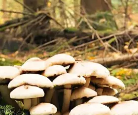 Les champignons aux formes particulières
