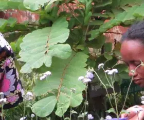 Formations des villageois aux plantes médicinales (Madagascar) avec Jardins du Monde