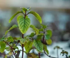 Découvrez les incroyables propriétés de la menthe aquatique !