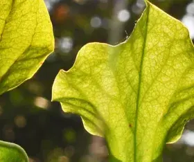 La Sarracenia