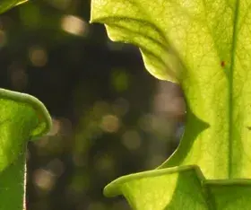 la plante urne des montagnes