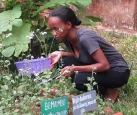 Formations des villageois aux plantes médicinales (Madagascar) avec Jardins du Monde