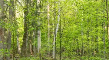 Białowieża © Jessica Buczek