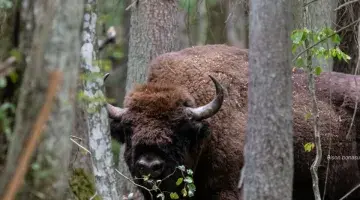 Bison bonasus - Białowieża © Pierre Chatagnon