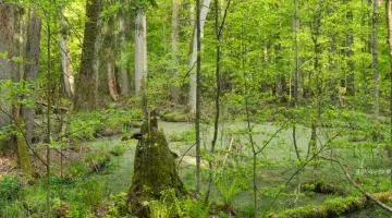 Białowieża © Jessica Buczek