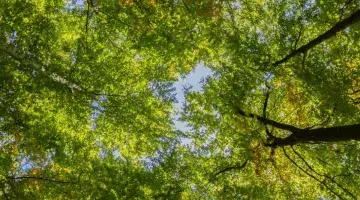 agroforestry