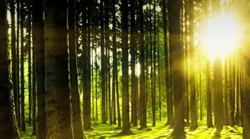 The biodiversity of a forest