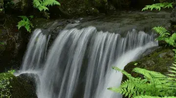 The biodiversity of a river
