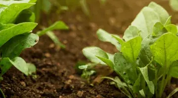 What is organic farming?