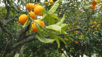 The biodiversity of an orchard