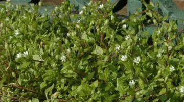 Urban biodiversity