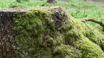 Causes and consequences of deforestation