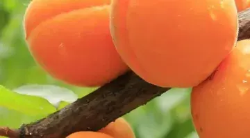 From flower to fruit