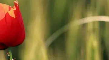 Farmland flowers