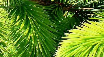 The main characteristics of conifers