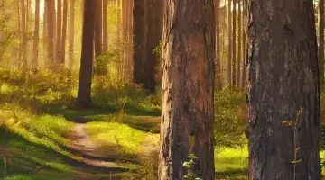 The tree identification key