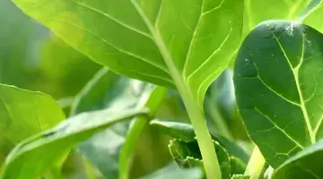 Photosynthesis