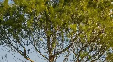 The parts of a tree