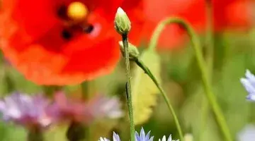 Plants’ place in the phylogenetic tree
