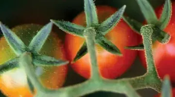Reference sheet: fruits