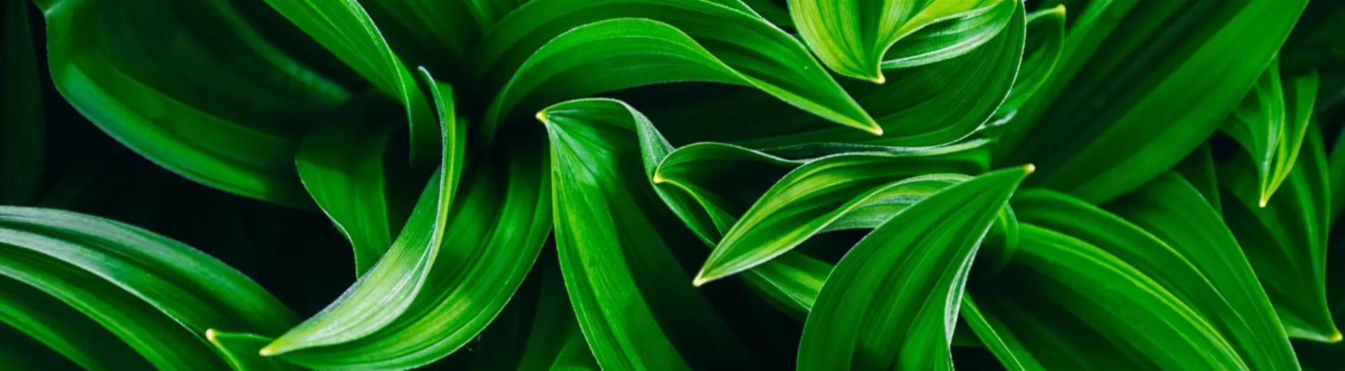 Operation Botany for Change