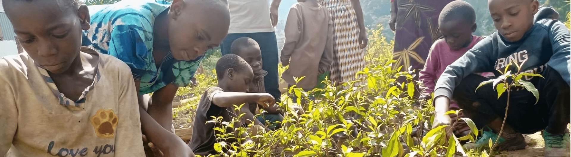 Gardens and arboretum to save a mountain’s biodiversity