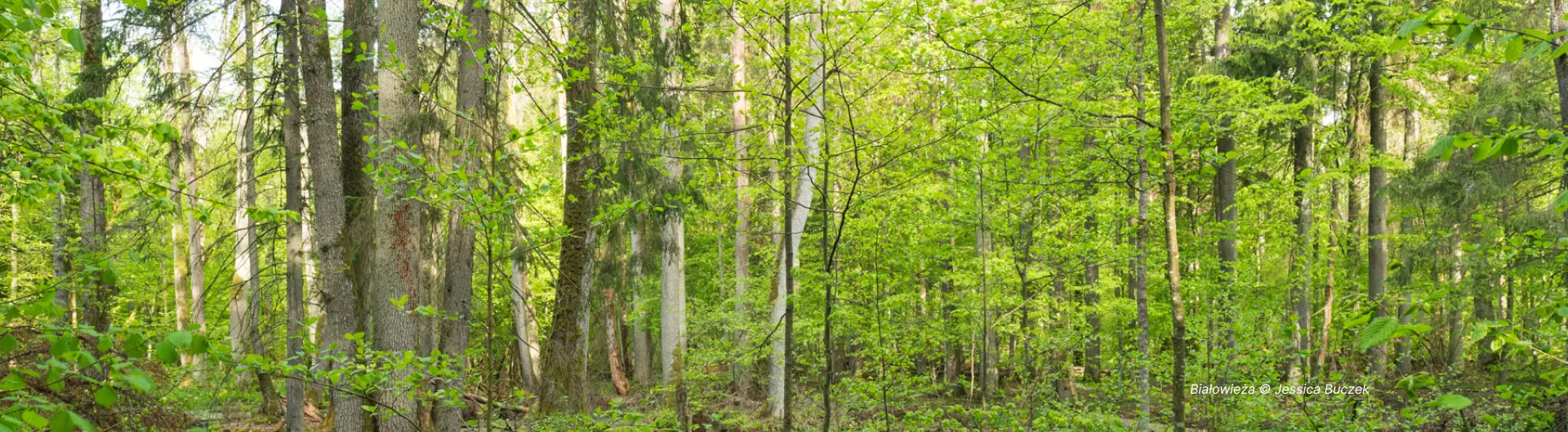 Białowieża © Jessica Buczek