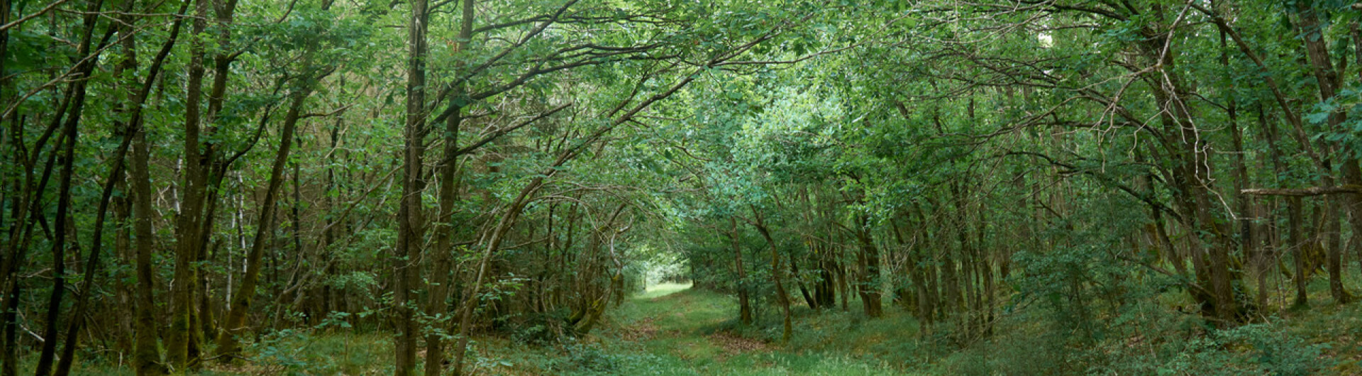 Chemin forestier en Belgique