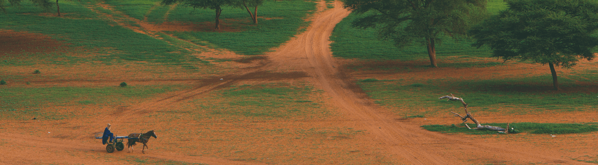 The Great Green Wall: trees to halt the desert