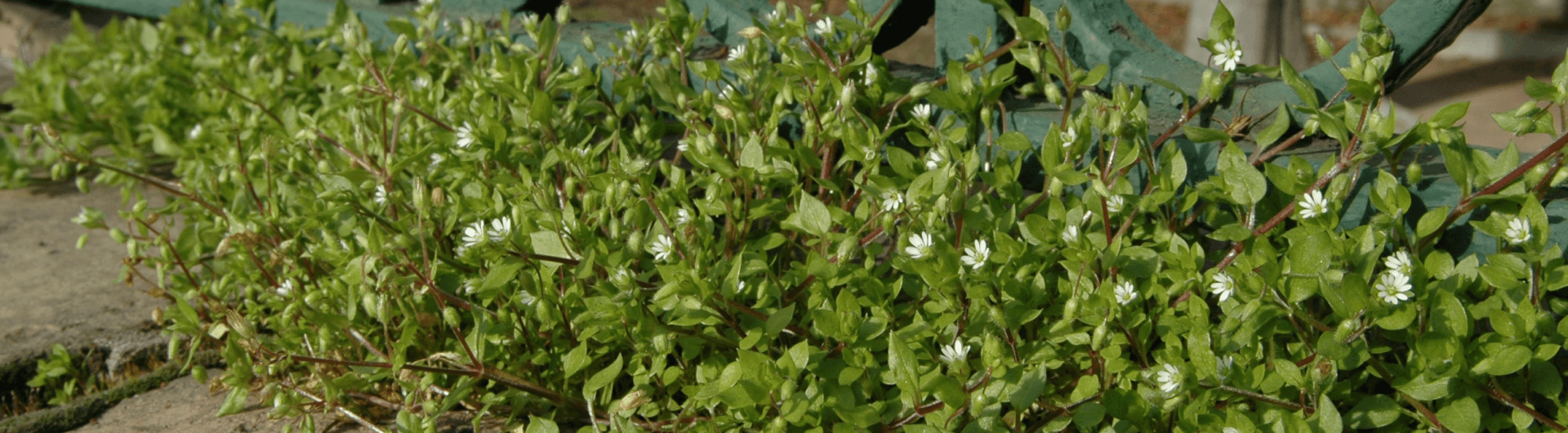 Wild things on my Street: a public observatory of city plants