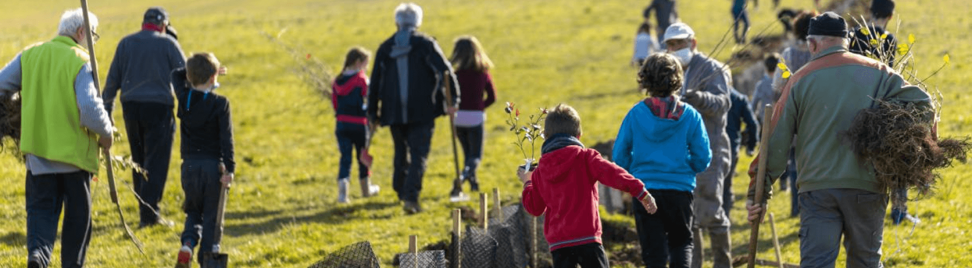 planting trees