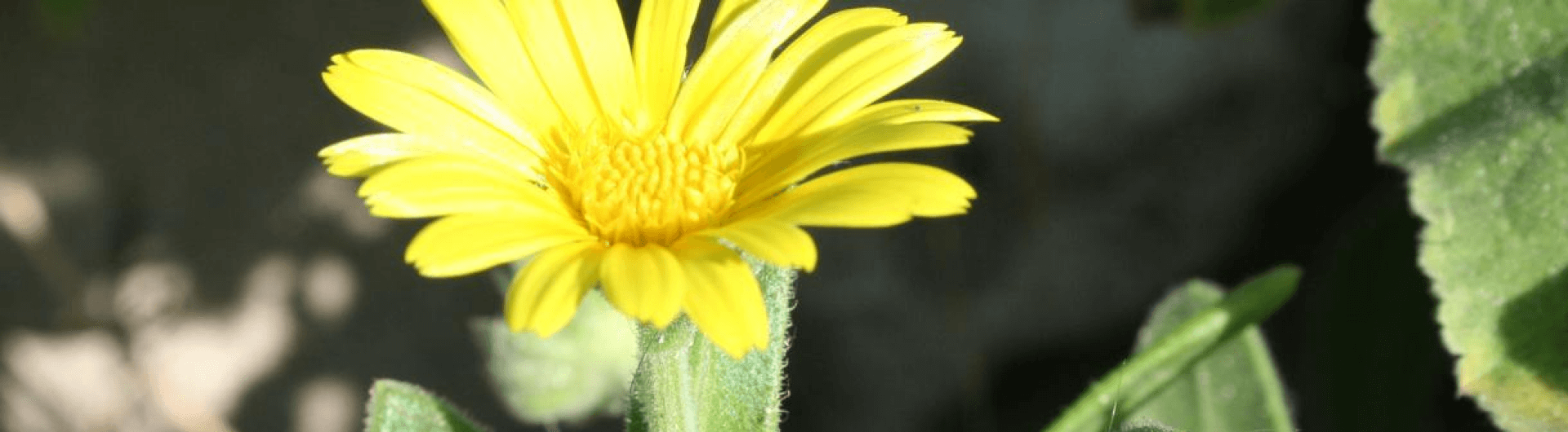 Saving the sea marigold, an andangered flower