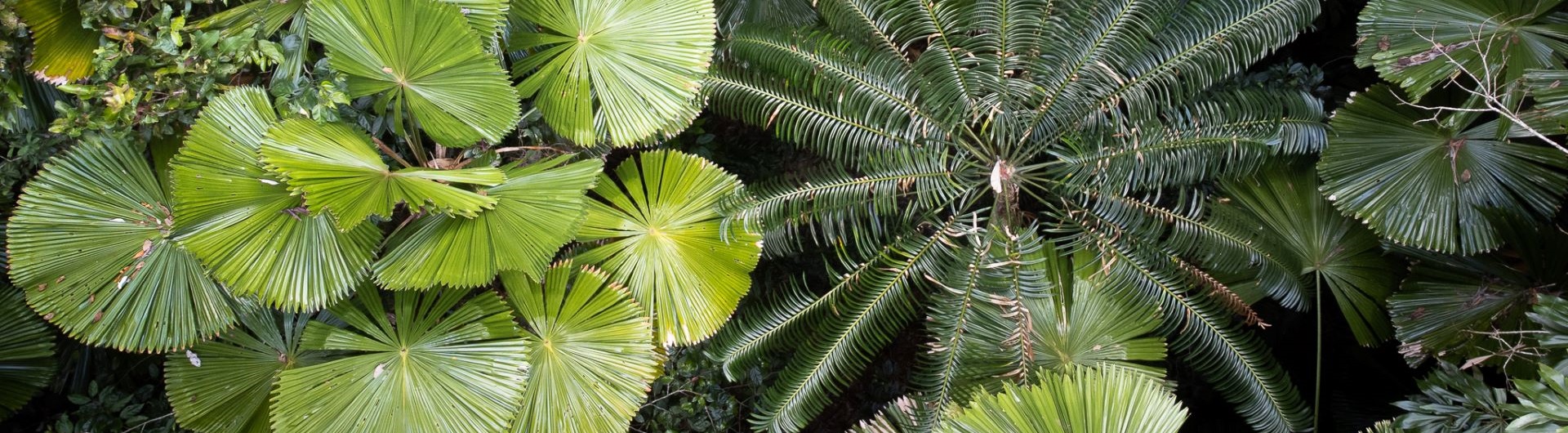 Forêt tropicale Australie