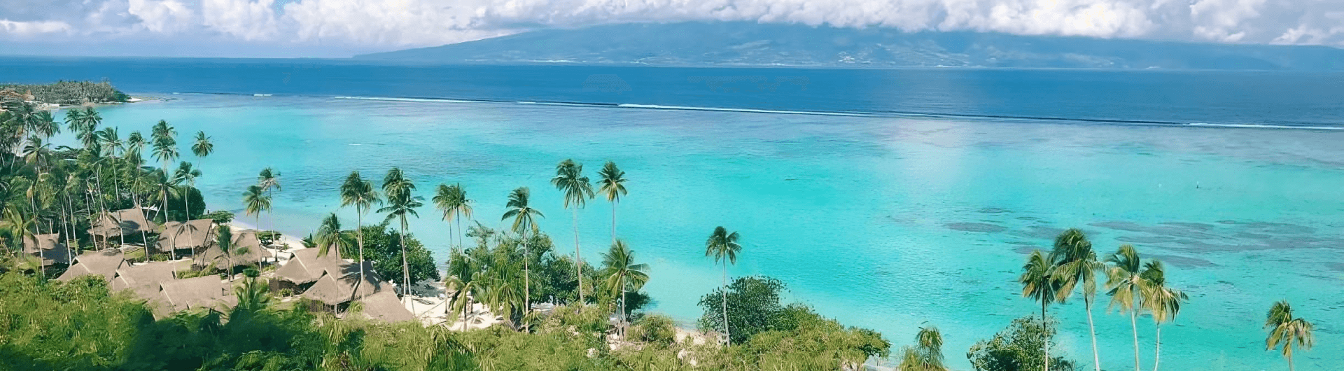 Plants contribute to cleaning up polluted lagoon waters