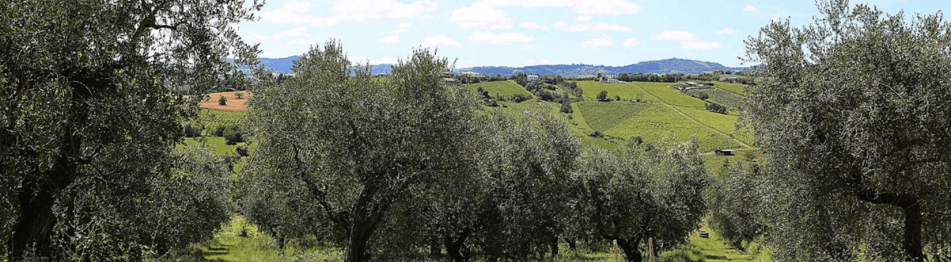 An olive tree for life: overcoming addiction through nature