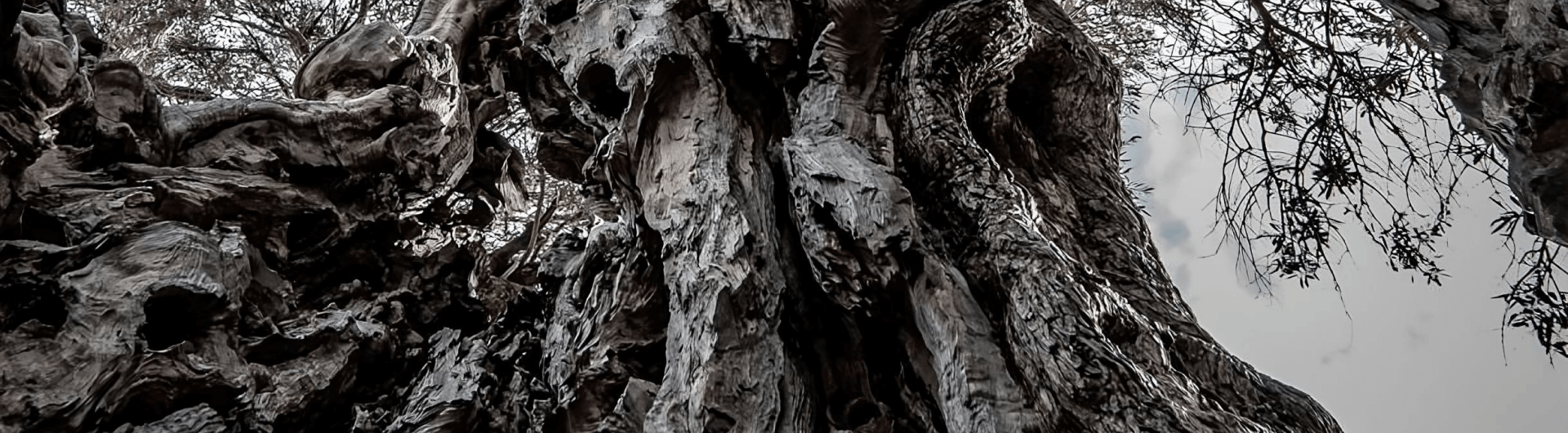 Protecting thousands of olive trees