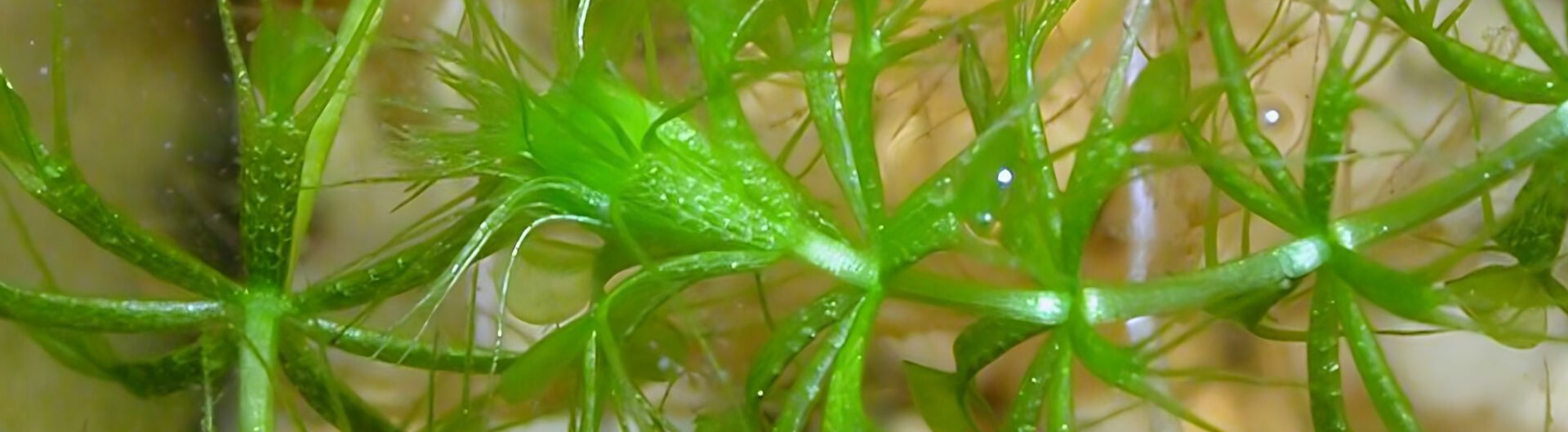 La Plante aquatique à roue