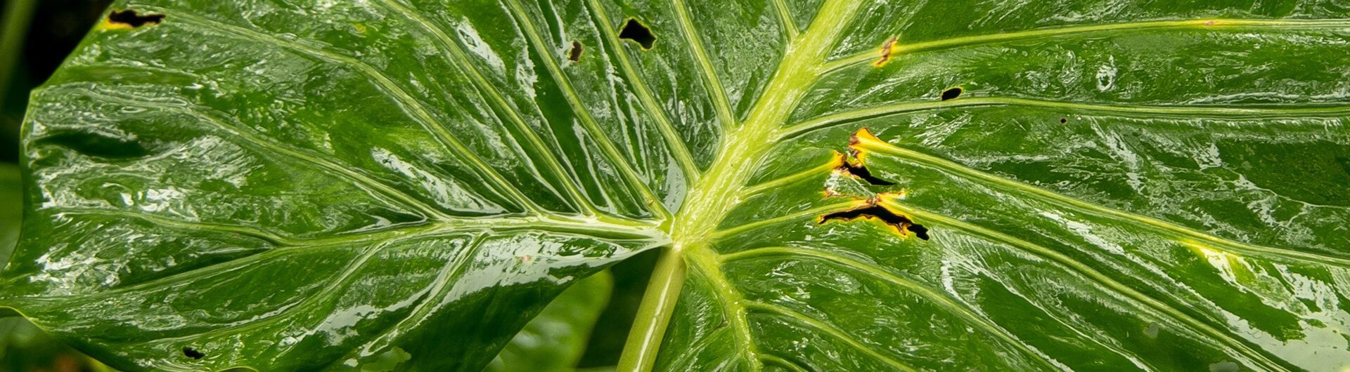 L'Alocasia