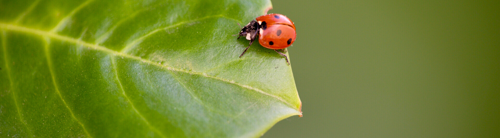 Coccinelle sur une feuille