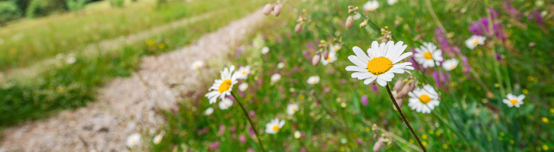 fleurs