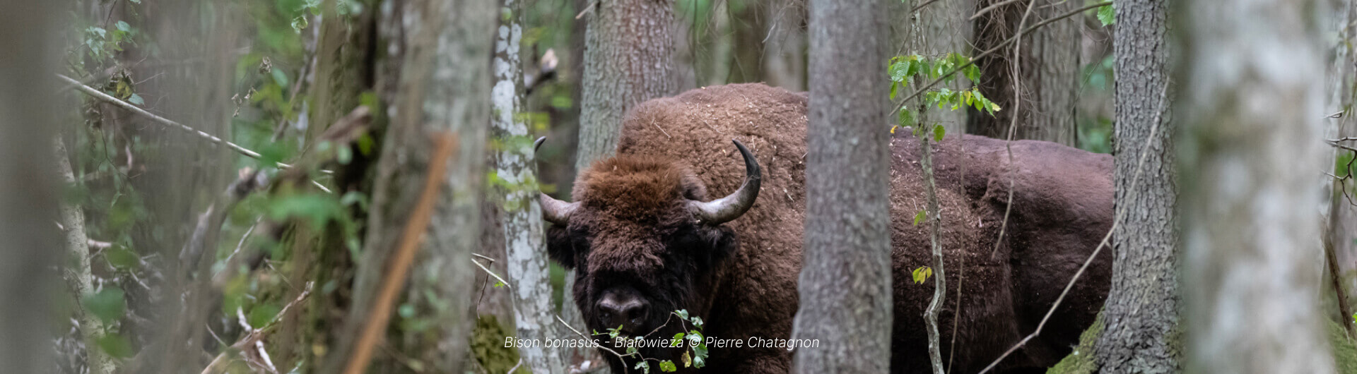 Bison bonasus - Białowieża © Pierre Chatagnon