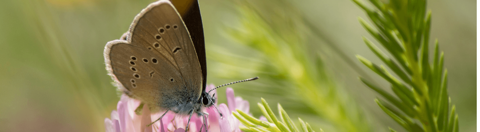 What is biodiversity?