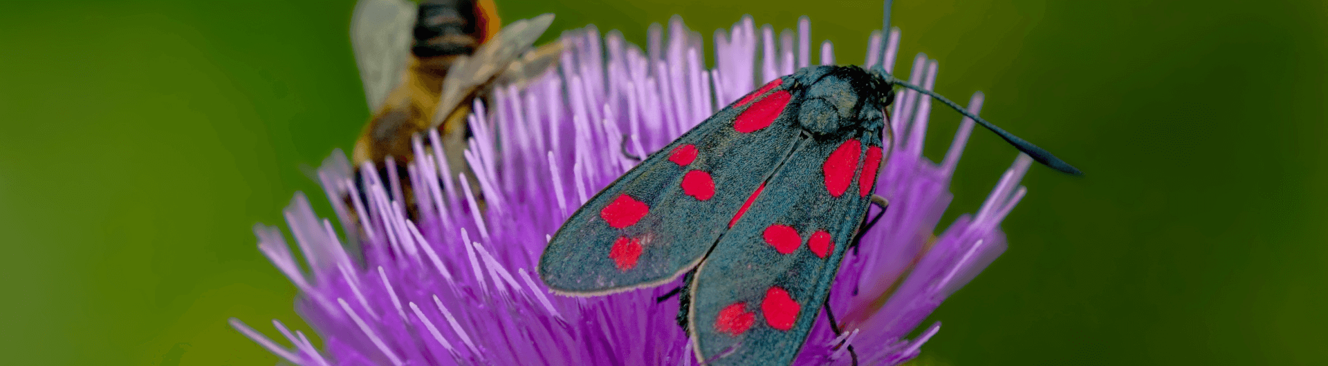 Understanding and preserving biodiversity