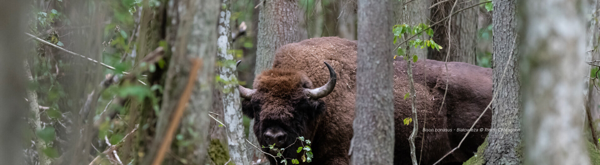 Bison bonasus - Białowieża © Pierre Chatagnon