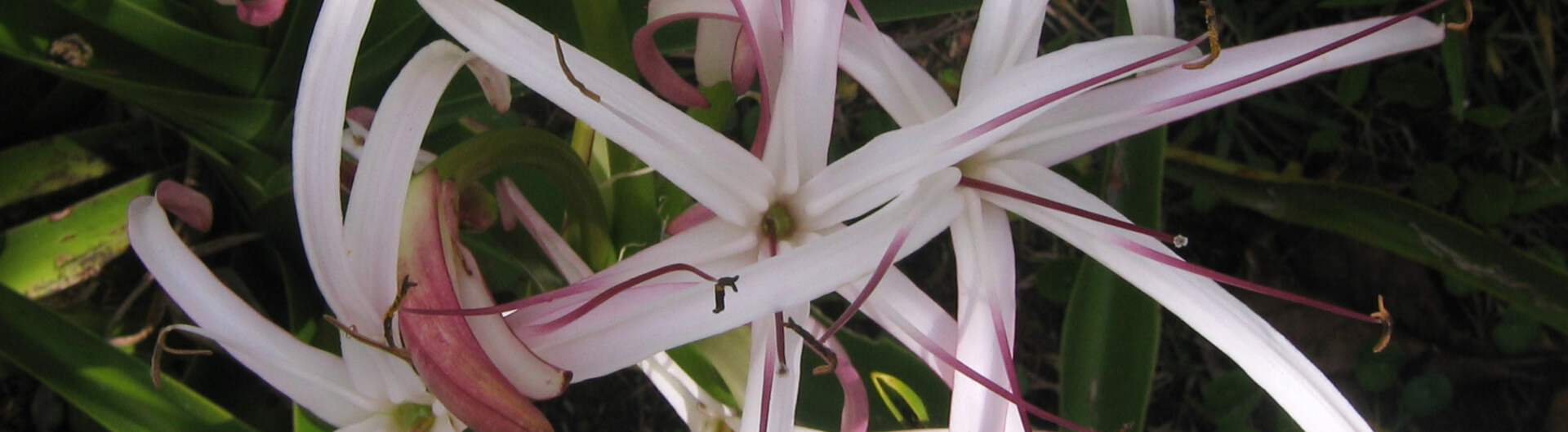 Crinum mauritianum