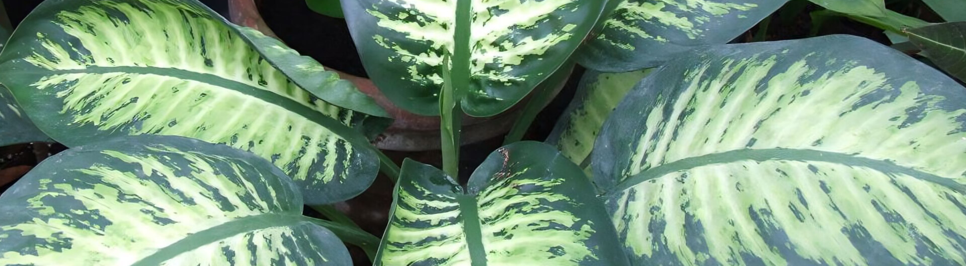 Le Dieffenbachia