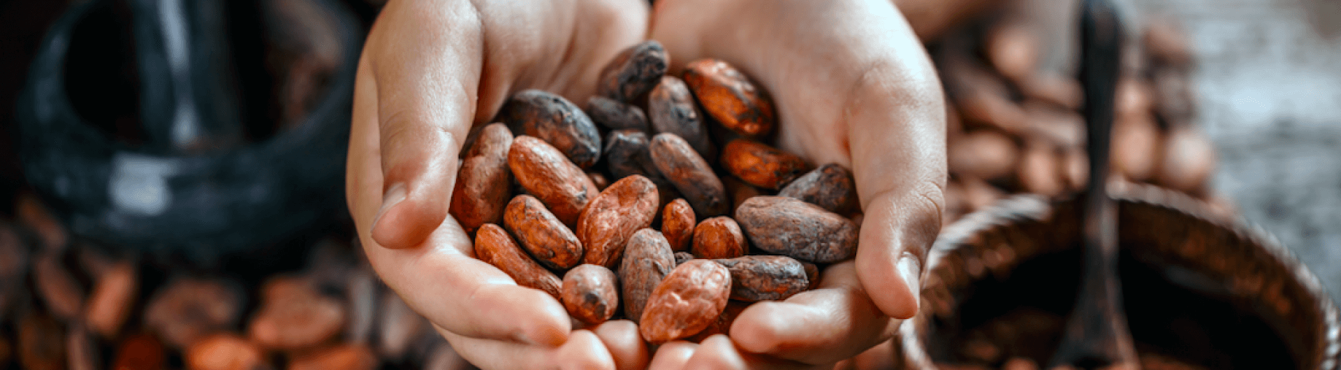 L'histoire du cacao