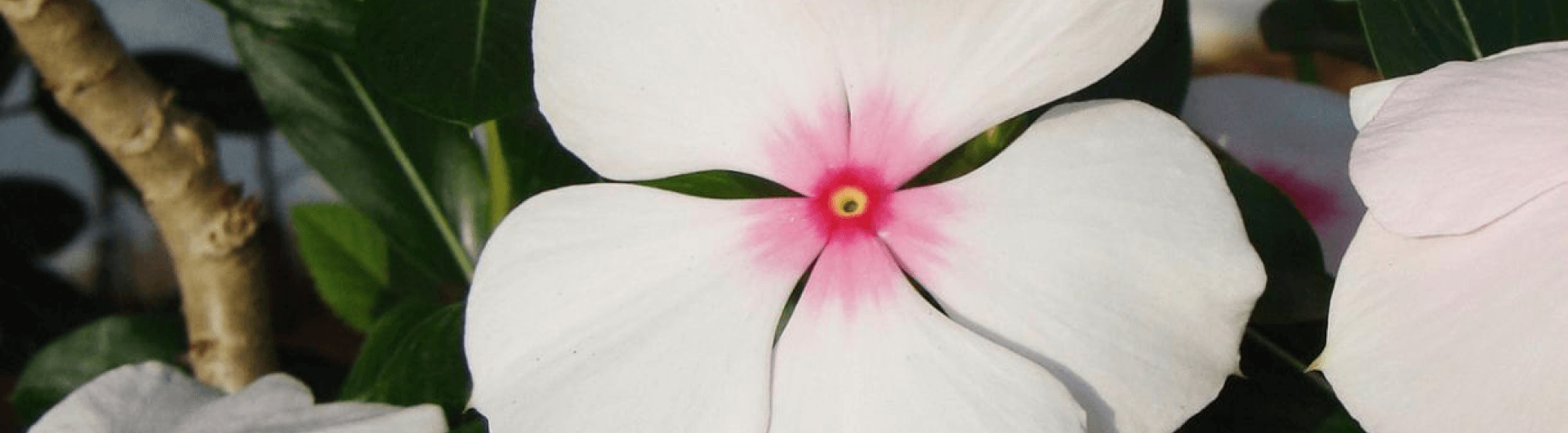 Pervenche de Madagascar