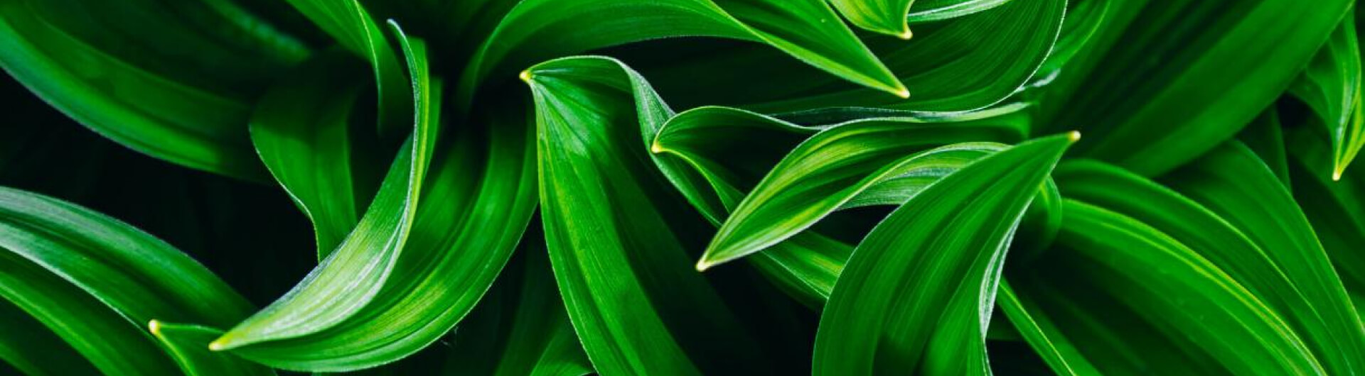plante