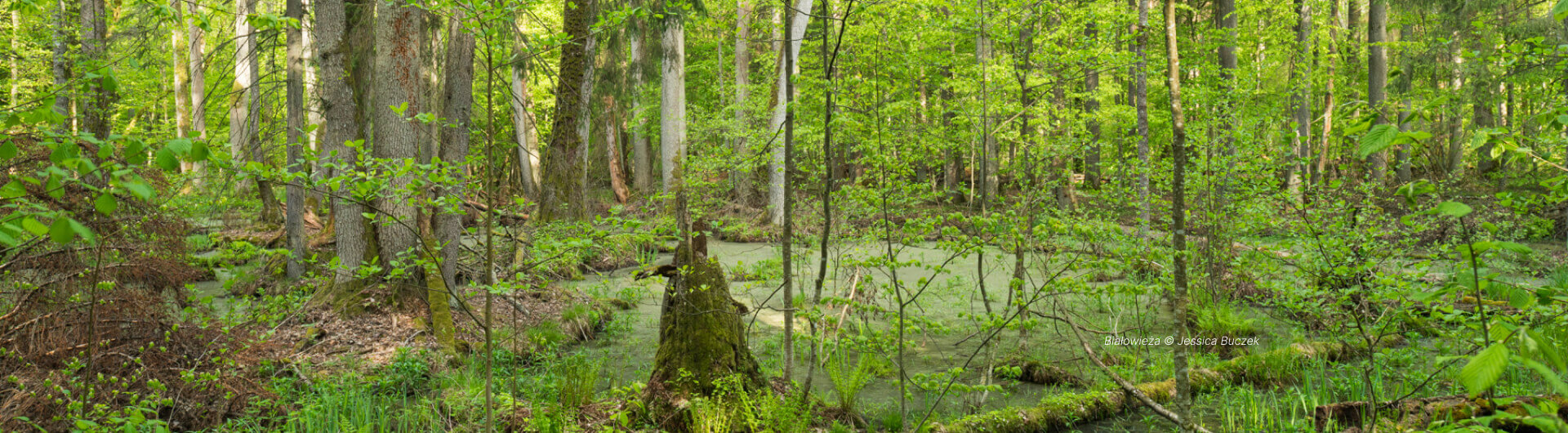 Białowieża © Jessica Buczek